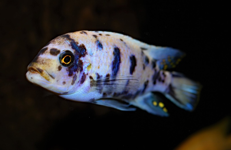 Maylandia zebra 'Likoma Island'
